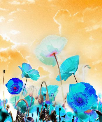 311974-数码定位鲜活花卉