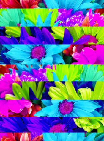 314602-条纹剪影彩色花卉1A-1-1