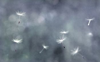 316744-蒲公英（灰色）