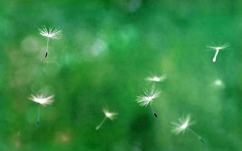 316756-蒲公英（绿色）