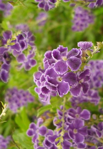 321072-唯美满版花卉设计