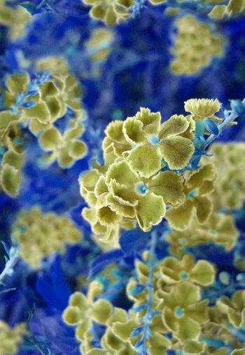 321092-唯美满版花卉设计