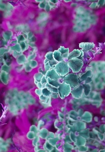 321094-唯美满版花卉设计