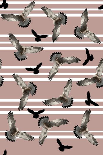 323726-休闲条纹老鹰