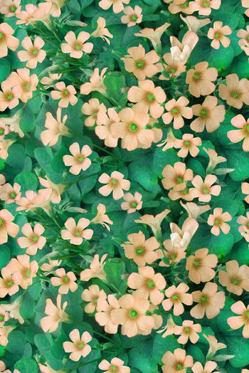 326788-满版田园小花