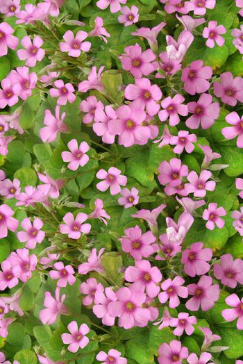 326862-满版田园小花