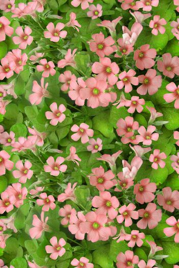 326863-满版田园小花