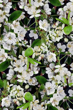 循环华亿平台印花华亿平台图片