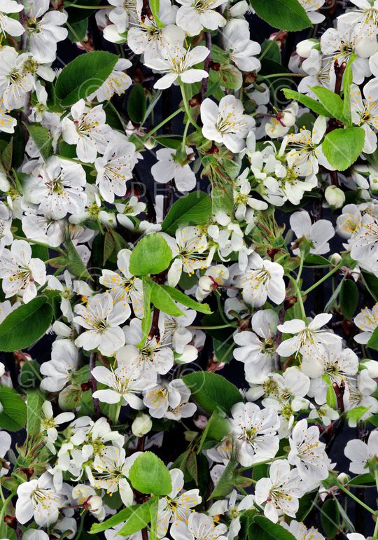 循环华亿平台印花华亿平台图片