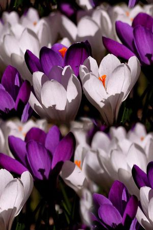 田园风印花华亿平台图片