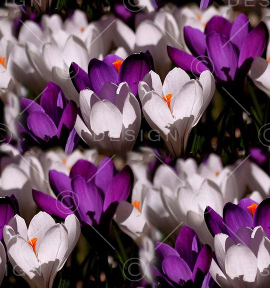 田园风印花华亿平台图片