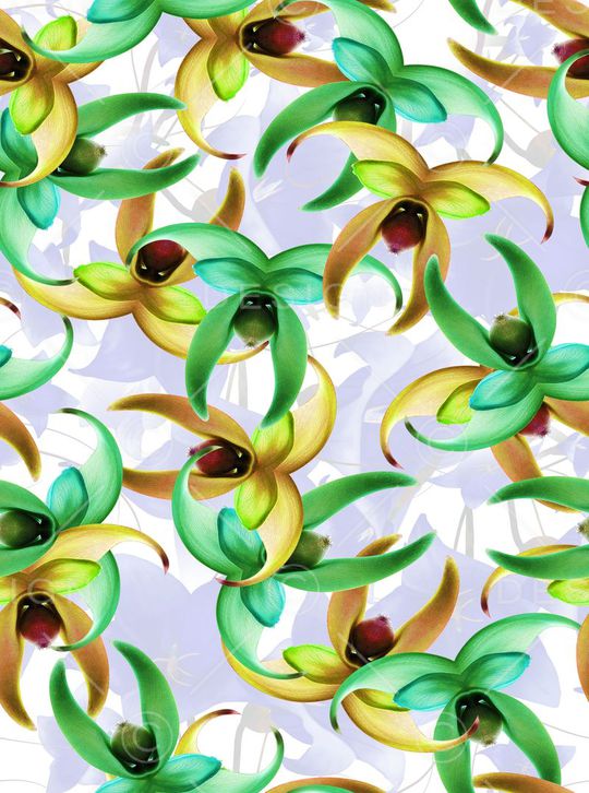 花鸟印花华亿平台图片