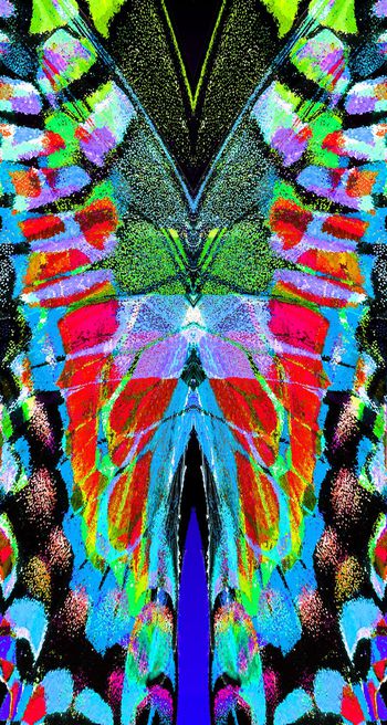 332563-定位蝴蝶翅膀纹路3