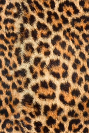 334275-写实真实动物纹豹纹