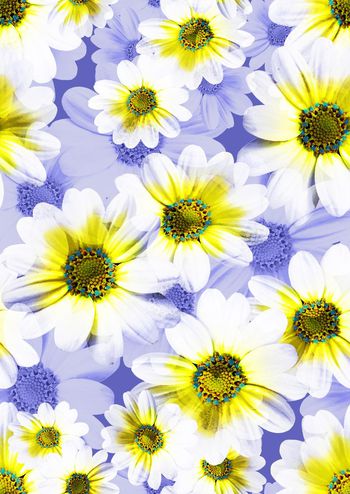 339732-满版清新菊花