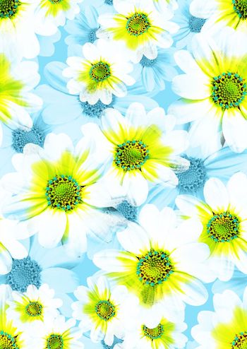 339747-满版清新菊花