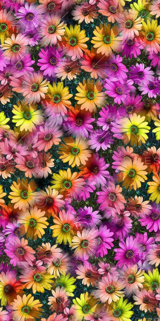 时尚印花华亿平台图片