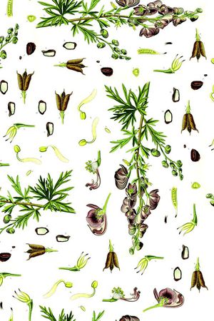 ♥红桃A〖花鸟天堂〗印花华亿平台图片