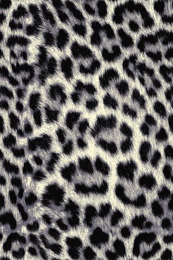 341609-写实动物纹豹纹纹理