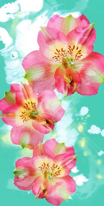 343530-水墨简约花卉