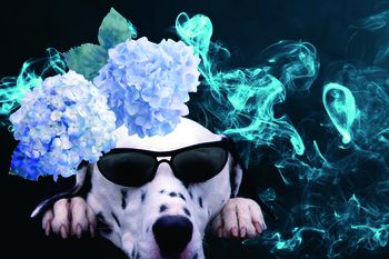 343566-抽象时尚眼镜狗定位 男装印花