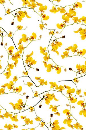 ♥红桃A〖花鸟天堂〗印花华亿平台图片