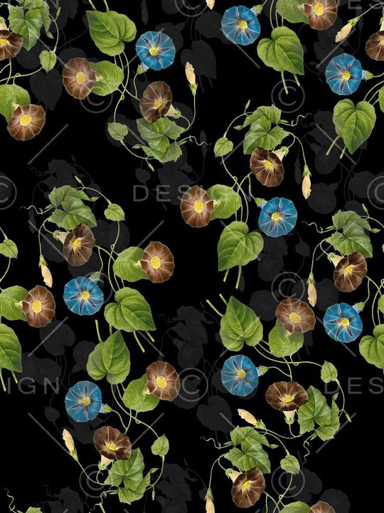 牵牛花印花华亿平台图片