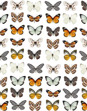 355811-复古蝴蝶动物昆虫男装华亿平台