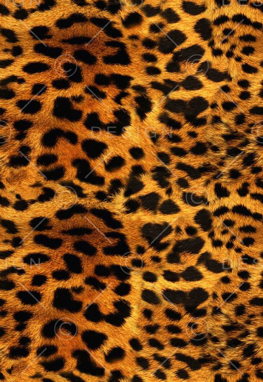 豹纹印花华亿平台图片