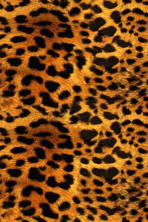 豹纹印花华亿平台图片