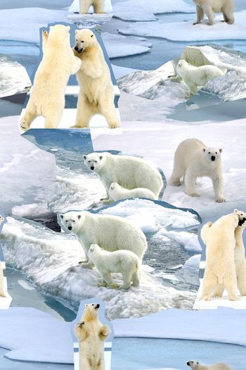 358596-图片北极熊冰川动物自然风景卫衣华亿平台