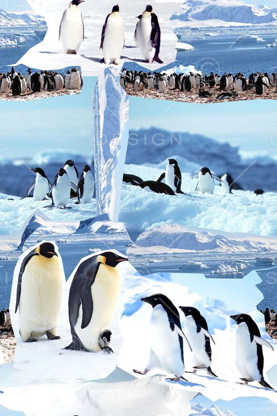 ♥红桃A〖动物世界〗印花华亿平台图片