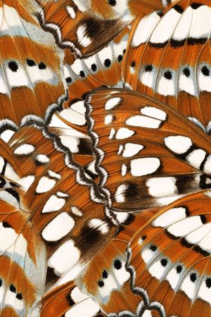 蝴蝶印花华亿平台图片