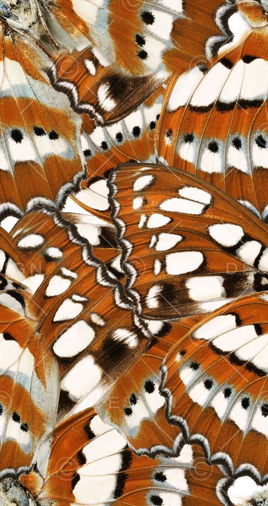 蝴蝶印花华亿平台图片