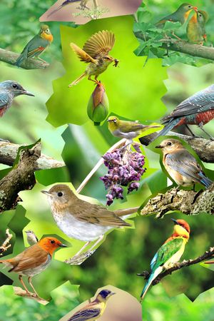 ♥红桃A〖动物世界〗印花华亿平台图片