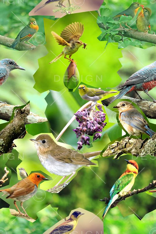 ♥红桃A〖动物世界〗印花华亿平台图片