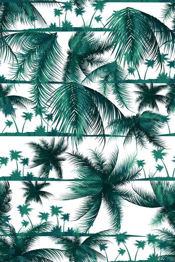 358715-夏日阳光椰树Yp01621