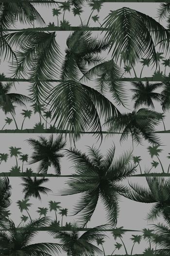 358717-夏日阳光椰树Yp01621