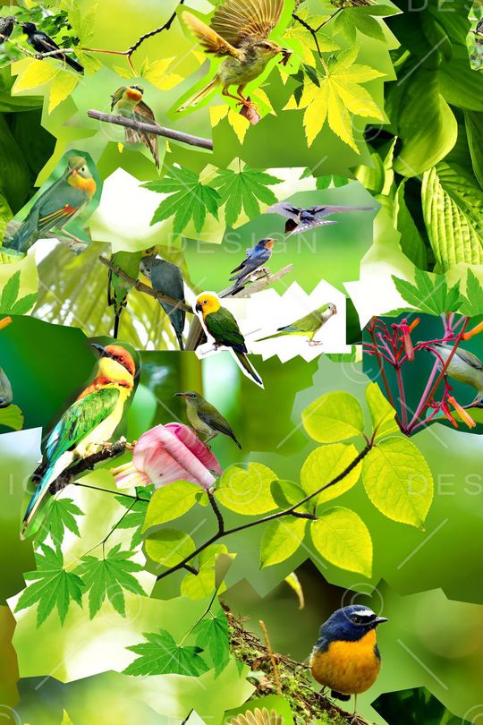 ♥红桃A〖动物世界〗印花华亿平台图片