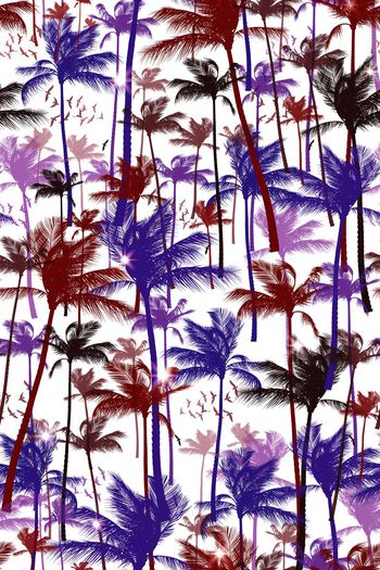 358726-阳光椰子树YP01611