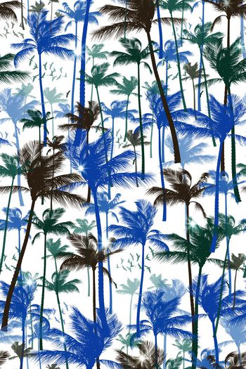 358728-阳光椰子树YP01611