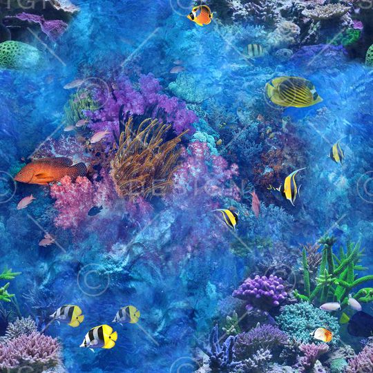 ♥红桃A〖动物世界〗印花华亿平台图片