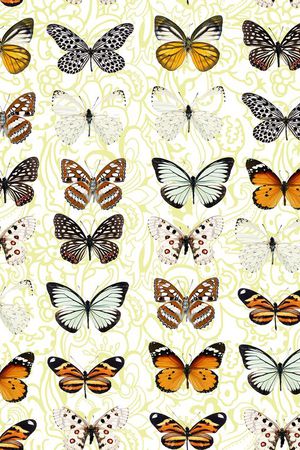 蝴蝶印花华亿平台图片