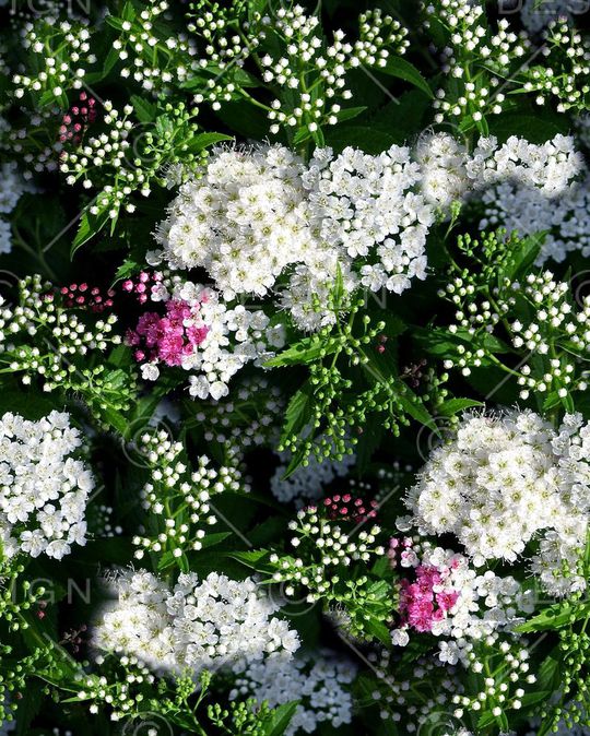 ♥红桃A〖花鸟天堂〗印花华亿平台图片