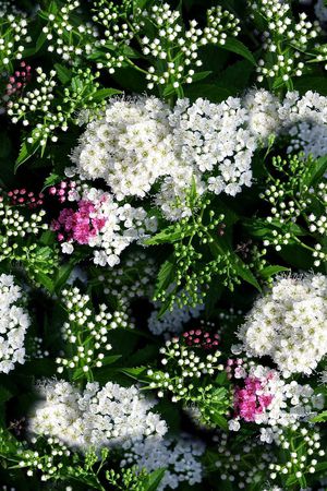 ♥红桃A〖花鸟天堂〗印花华亿平台图片