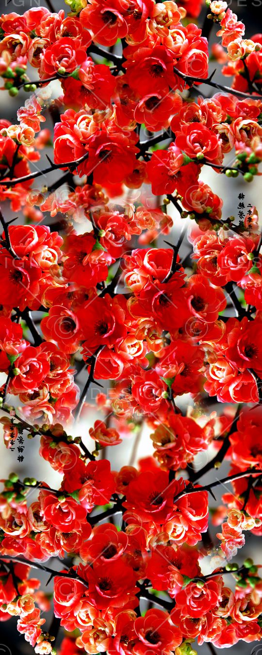 流行风格印花华亿平台图片