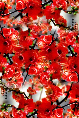 流行风格印花华亿平台图片