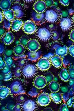 海洋印花华亿平台图片