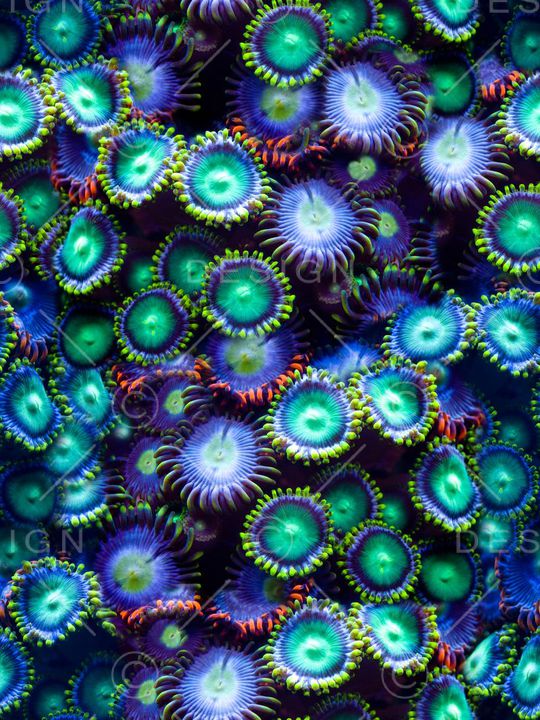 海洋印花华亿平台图片