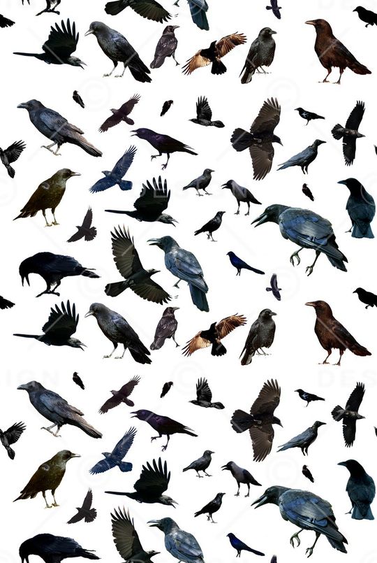 ♥红桃A〖动物世界〗印花华亿平台图片